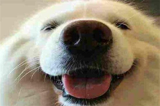 狗会笑吗
