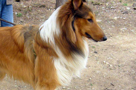 为什么养苏牧的人少