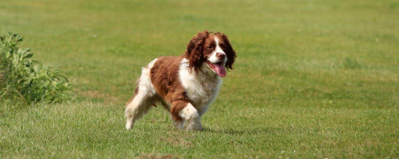 史宾格犬怎么看纯不纯