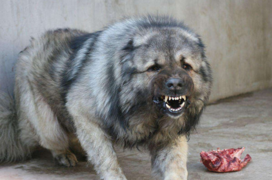 高加索犬寿命图片
