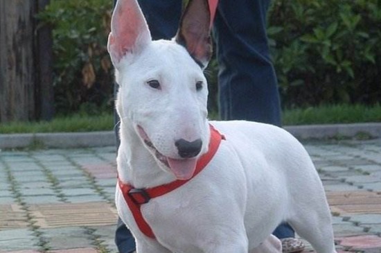 牛头梗什么颜色最贵