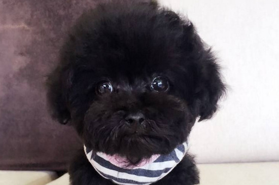 养黑色泰迪的禁忌