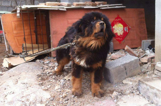 藏獒对主人吼叫啥意思