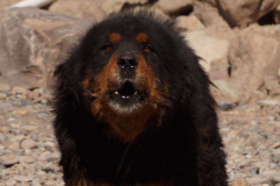 这时藏獒的叫声会是低音量的咆哮,主人意识到这一点后不可轻易招惹