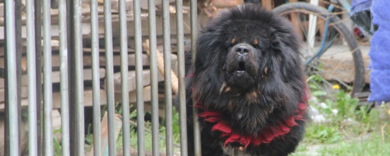 藏獒对主人吼叫啥意思