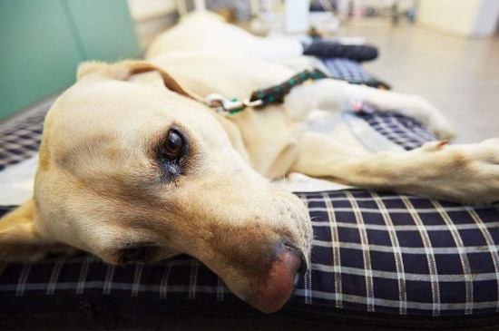 狗狗绝育之后会恨主人吗,狗狗会记仇还会变很凶