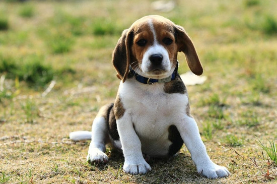 养比格的禁忌,在家养比格犬的5个注意事项