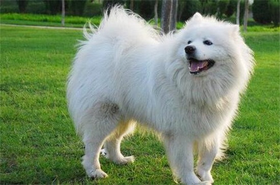 穷人家萨摩吃什么好,清淡饭菜或大骨头以