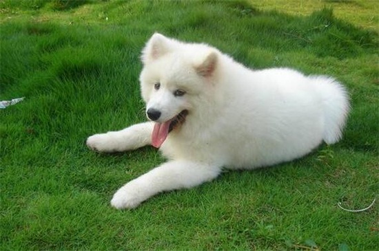 穷人家萨摩吃什么好,清淡饭菜或大骨头以