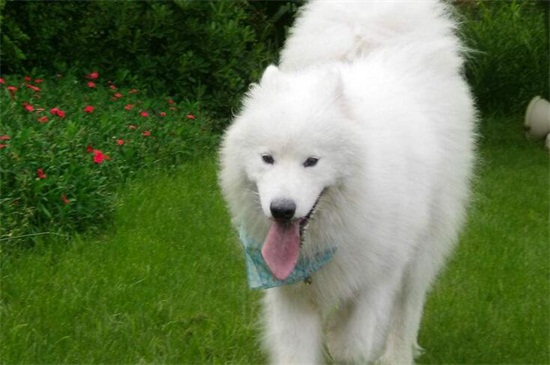 穷人家萨摩吃什么好,清淡饭菜或大骨头以