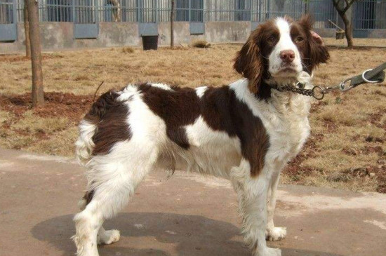 史宾格犬缺点有哪些,掉毛体臭精力旺导致很少人养