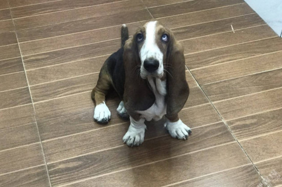 狗狗资讯  说到比格犬和巴吉度的区别,就不得不提它们的耳朵了.