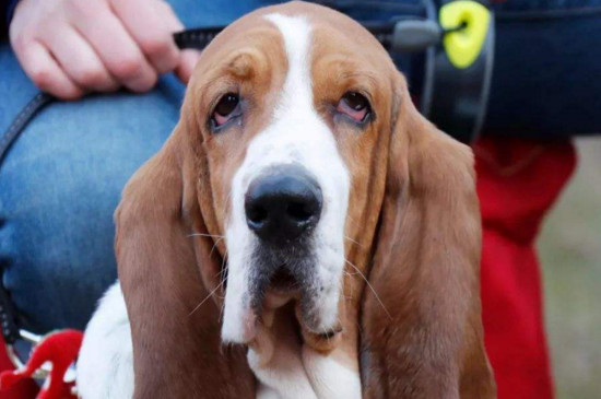 比格犬和巴吉度的区别,看耳朵就能一眼分辨出来