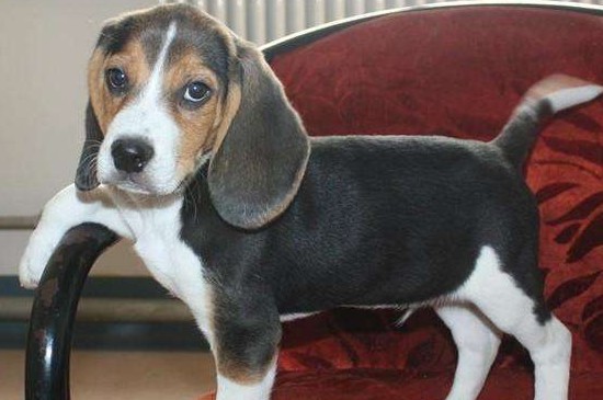 比格犬适合家养吗,比格犬忠诚亲人适合在家饲养