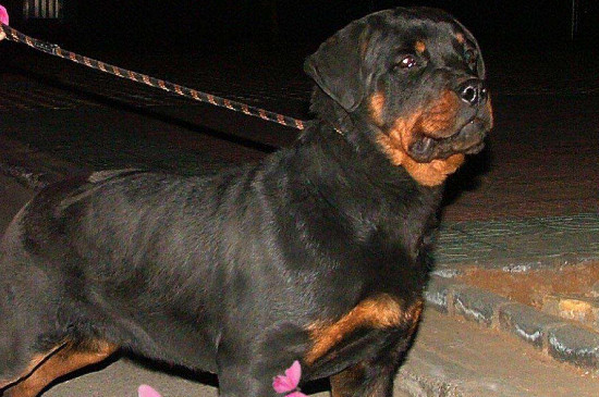 为什么养罗威纳的人少,寿命短而且属于禁养犬