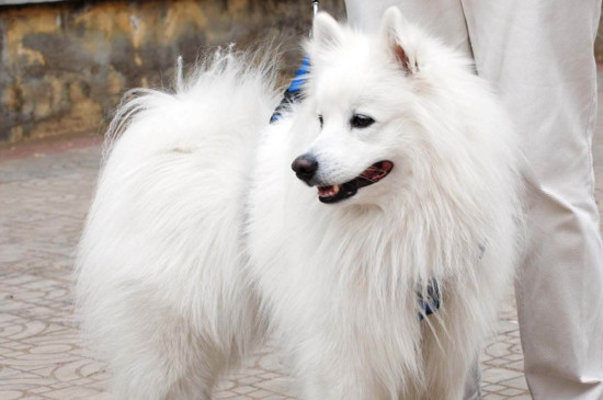 银狐和萨摩耶的区别,从这四点来看就能一眼辨别