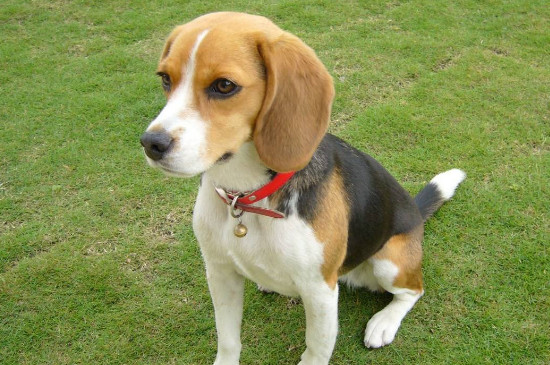 十大适合家养的狗,这十种家庭犬聪明听话