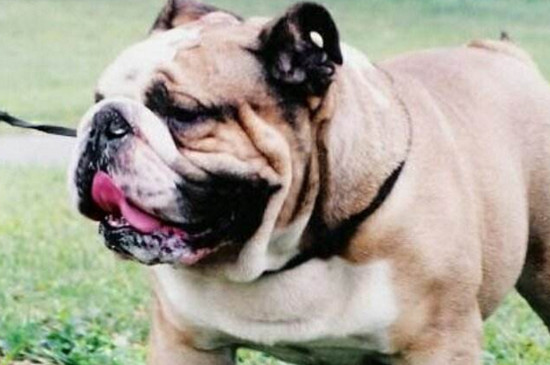 英国斗牛犬几个月爆头,7个月时头变大开始爆头
