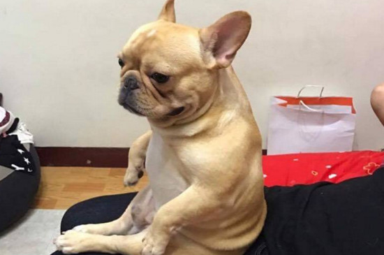 法斗什么时候爆头,7～8个月开始出现爆头迹象