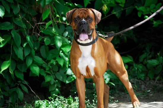 拳师犬为什么养的人少,外表凶猛有攻击性养着花销大