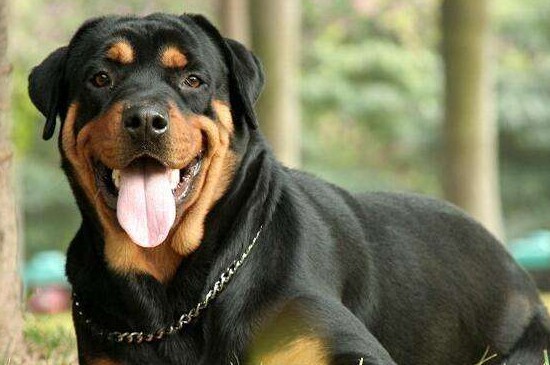 世界最凶的狗十大排名,盘点全球攻击性最强的10种狗