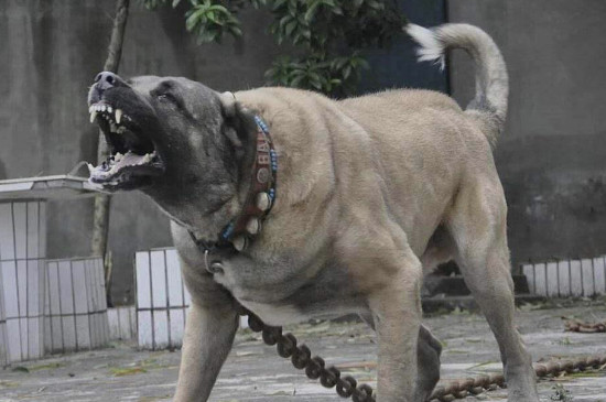 狗狗大全  世界十大禁养狗分别是坎高犬,比特犬,土