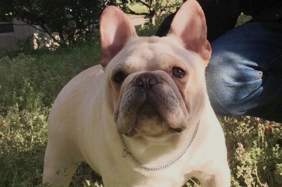 柯基和法斗哪个智商高,柯基更聪明更适合家养