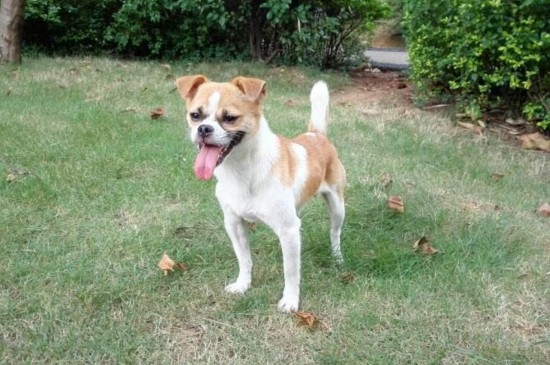 因为是杂交品种,品种特征不明显,自然情绪波动会比较大,所以在饲养