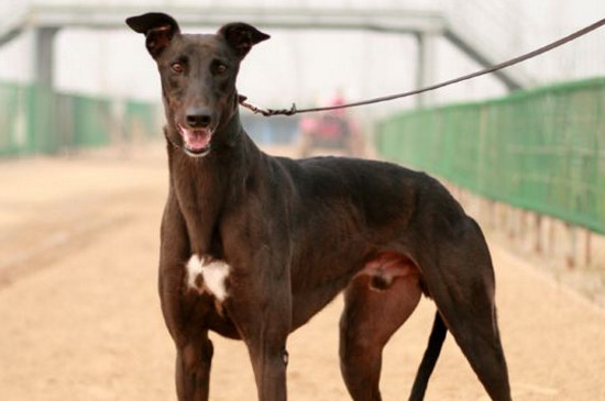 中国禁养法老王猎犬的原因,三个缺点导致法王不能养