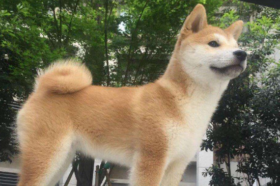 狗狗资讯 二,柴犬幼犬品相的鉴定方法 纯种柴犬的眼睛类似椭圆形状