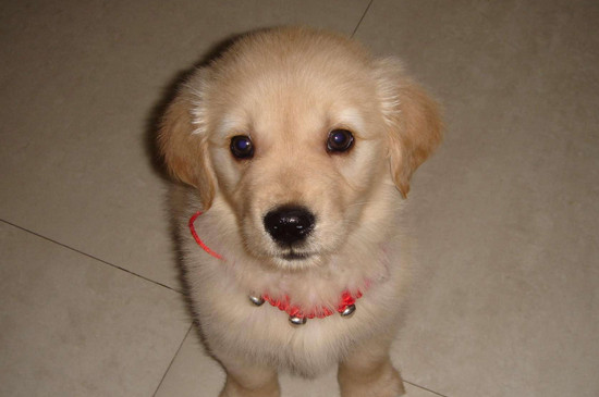 哈士奇和金毛哪个好,金毛比哈士奇更温顺更适