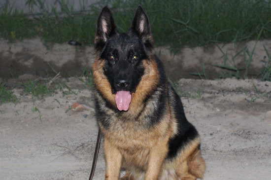 德牧犬多少钱一只,价格在500～10000元不等