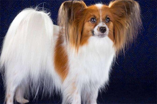 狗狗护理  要想蝴蝶犬在幼期时候能够立耳,就要给它补充足够的营养