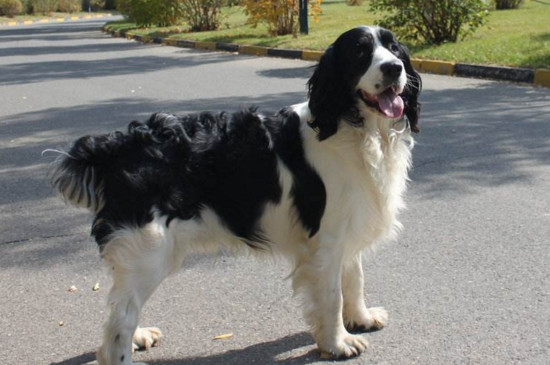 史宾格犬训练方法,快速训练史宾格的4种技巧