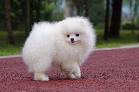 比熊犬和博美哪个好,优缺点都较多但博美更漂亮