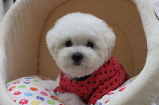 比熊犬和博美哪个好,优缺点都较多但博美更漂亮