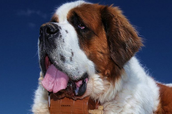 圣伯纳犬好还是金毛好,金毛更温顺体贴适合家养