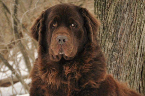 十大温顺狗排行榜,性格友善体贴适合家养的十种狗狗