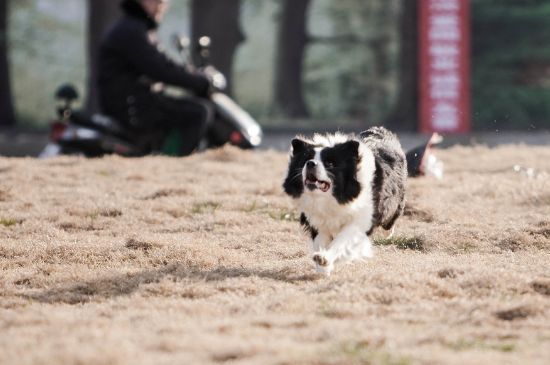 边牧几个月开始训练,满四个月龄后训练效果最好