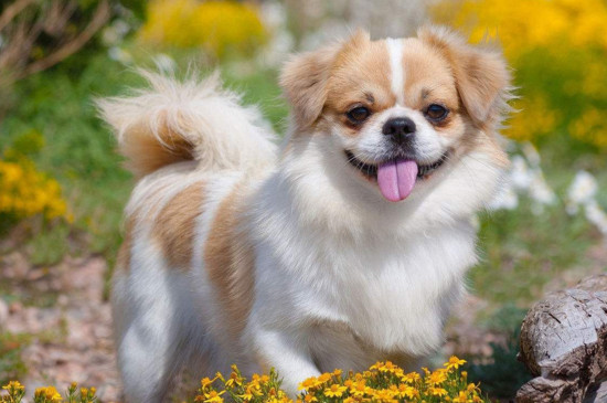 最漂亮的中华田园犬,中国细犬高贵优雅且速度堪比猎豹