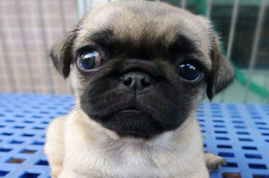 狗狗大全   京巴犬又叫北京犬,宫廷狮子狗,有着四