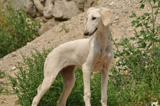 最漂亮的中华田园犬,中国细犬高贵优雅且速度堪比猎豹