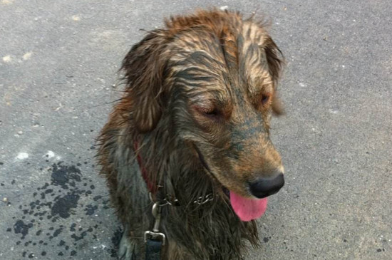 狗狗丢了千万不能找