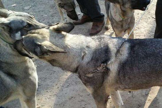 狼青几个月长的最快,4个月大时体型会迅速增长