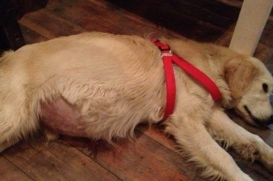 狗狗护理  金毛肝腹水了要到医院确诊后喂食丹诺士,配合按比例跟水