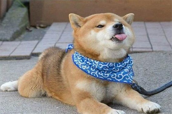 柴犬脾气为什么那么大,个性倔强主人又过于溺爱所致