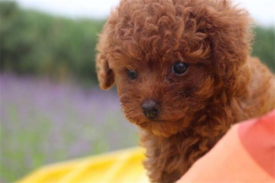 泰迪耳朵大好还是小好,耳朵小好能更美观还避免患病