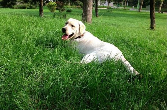 拉布拉多可以吃什么水果,盘点4种适合吃的高营养水果