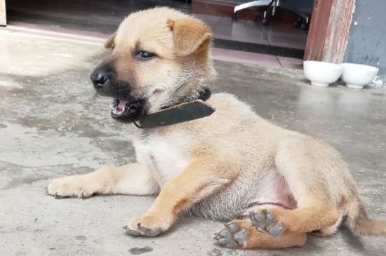 狗和犬的区别,狗有18个脚趾而犬有20只脚趾