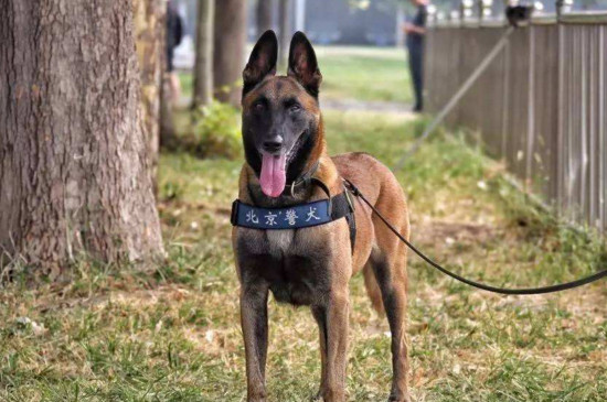 警犬为什么不能叫狗,犬与狗有本质区别